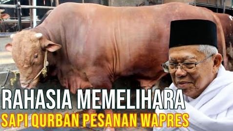 Rahasia Memelihara Sapi Qurban Wakil Presiden Untuk Qurban 2021.JPG